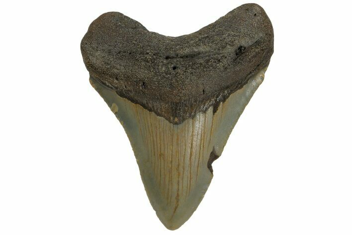 Juvenile Megalodon Tooth - North Carolina #183357